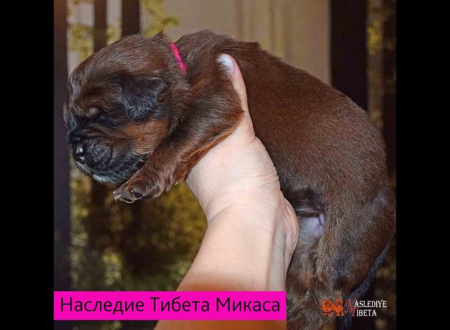 Щенки от пары Ерик х Конфета